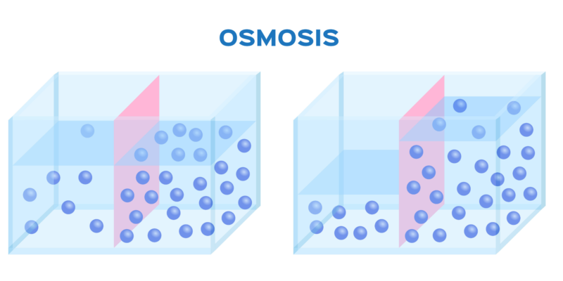 Osmosis Proceso